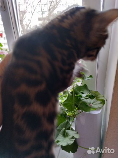 Продам бенгальских котят