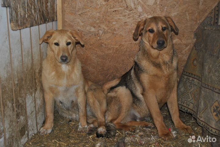 Крупные щенки