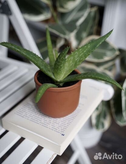 Распродаю Комнатные растения в горшках