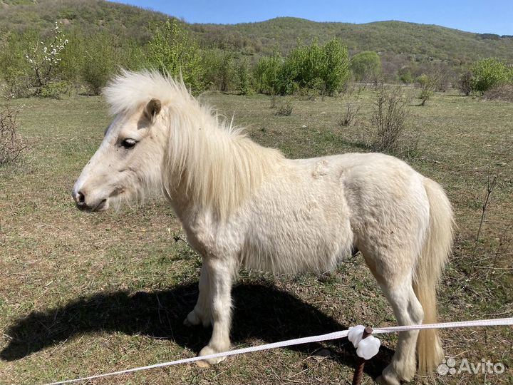 Продам пони