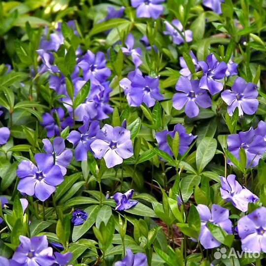 Анютины глазки, цветут с мая по август