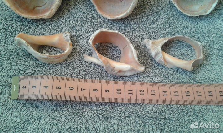 Раковины ракушки в аквариум