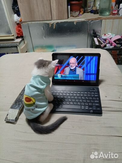 Отдам в добрые руки маленькую кошечку