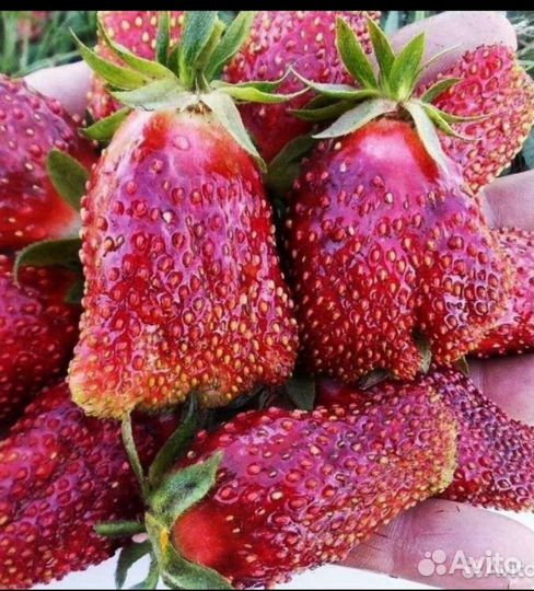 Рассада клубники