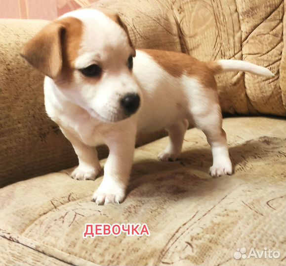 Щенки джек Рассел терьер