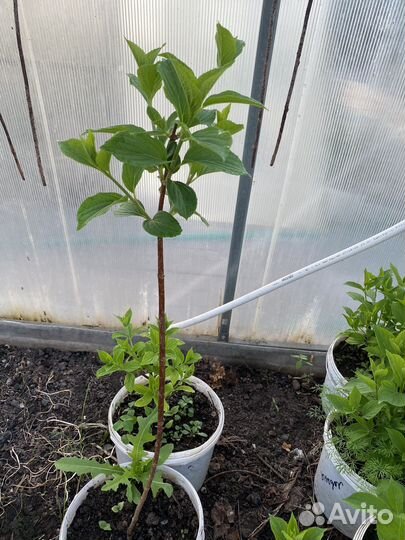 Гортензия метельчатая на штамбе