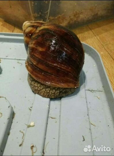 Улитка архахатина маргината