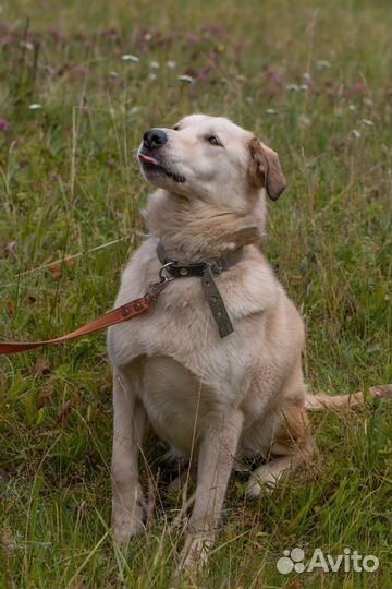 Собака инвалид в добрые руки