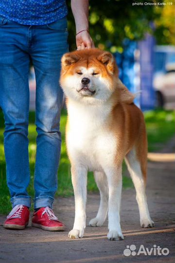 Вязка акита ину