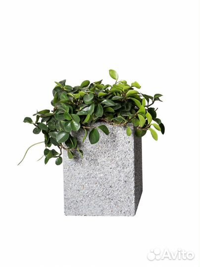 Кашпо из бетона в наличии и под заказ
