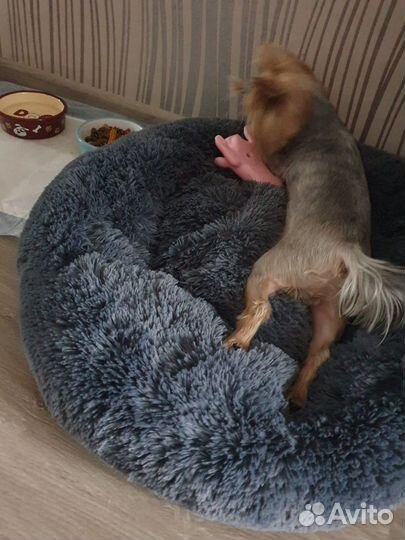 Вязка кобель ищет невесту