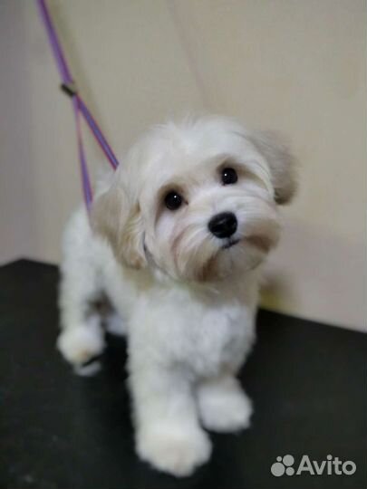 Грумер стрижка собак