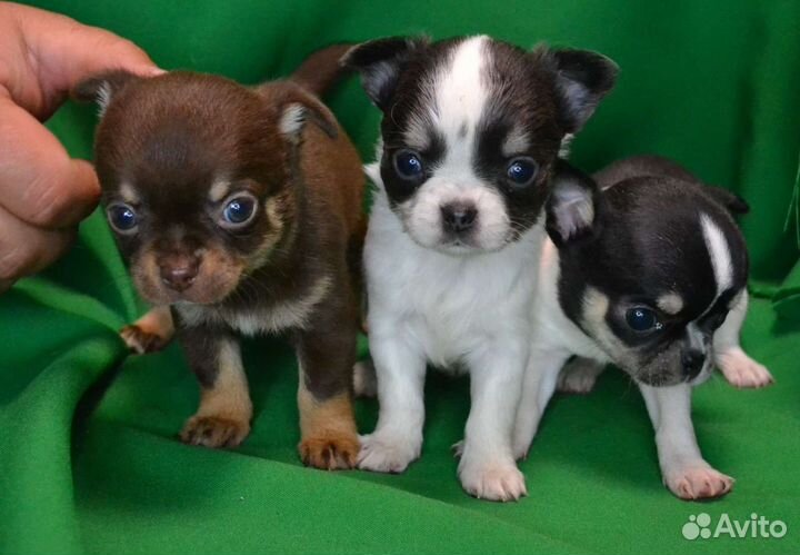 Щенки чихуахуа