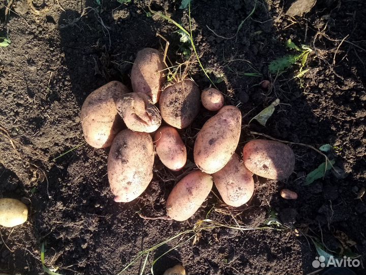 Продам картофель домашний