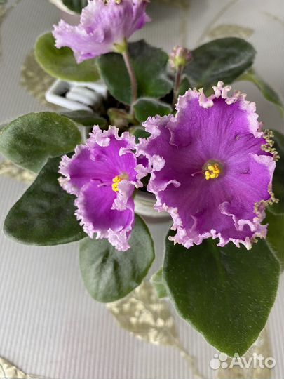 Фиалки набор 8 шт