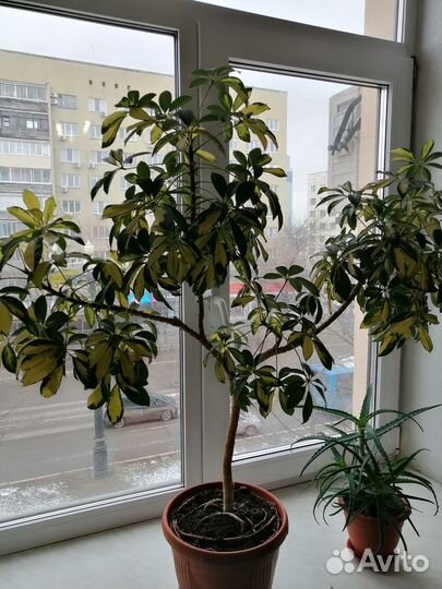 Шефлера