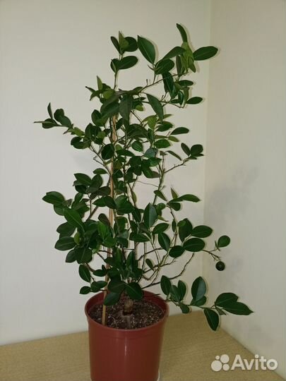 Цитрусовое дерево