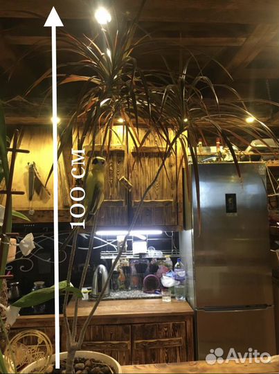 Драцена (Dracaena)