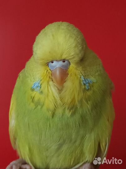 Птенцы породы Выставочный волнистый попугай