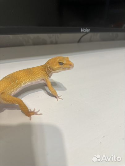 Эублефар Иранский