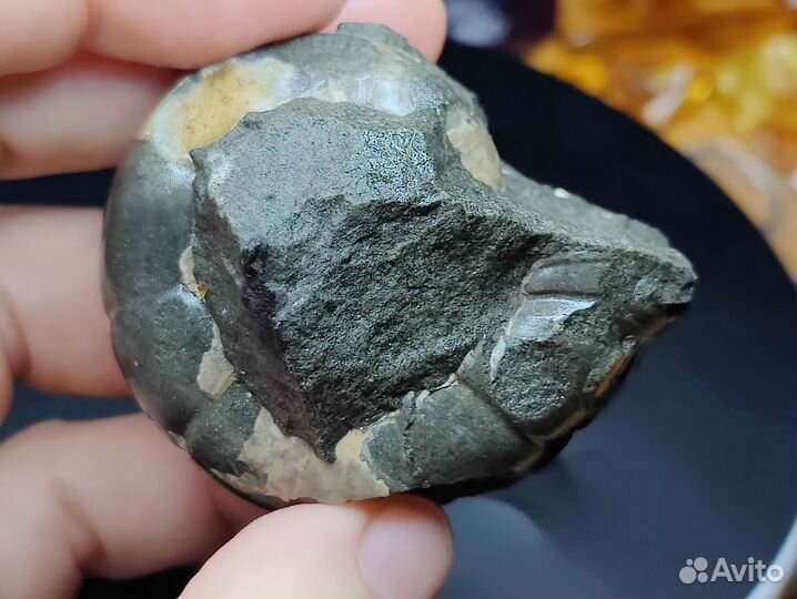 Аммонит Jaubertella