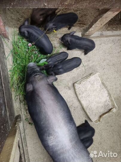 Кармалы (вьетнамский вислобрихий + мангалица)