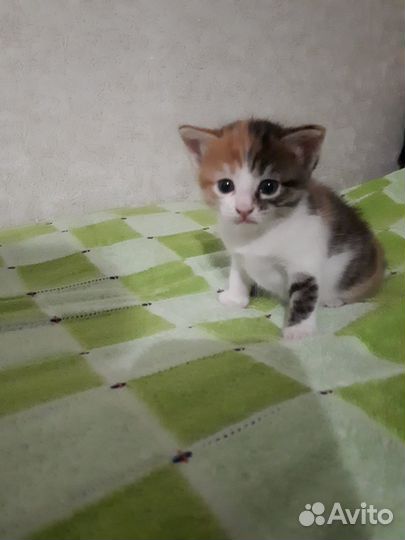 Отдам в добрые руки кошечку