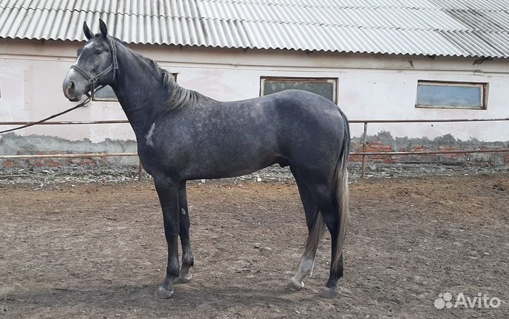 Жеребец орловский рысак