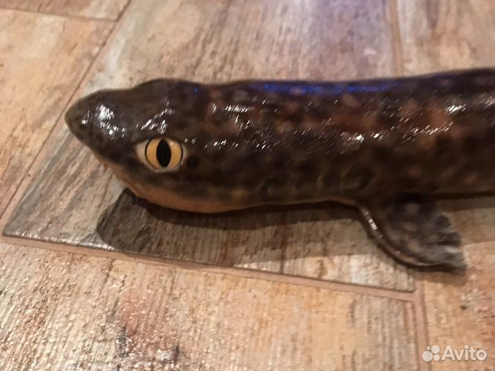 Чучело акулы