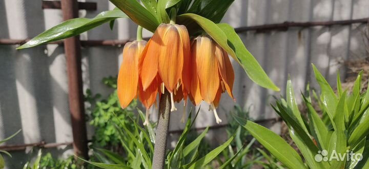 Рябчик императорский