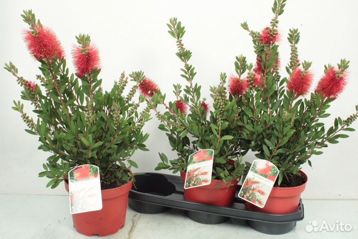 Комнатные растения на заказ