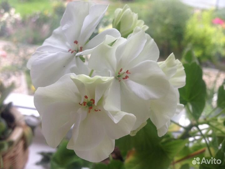 Пеларгонии сортовые