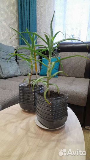 Алоэ (столетник)