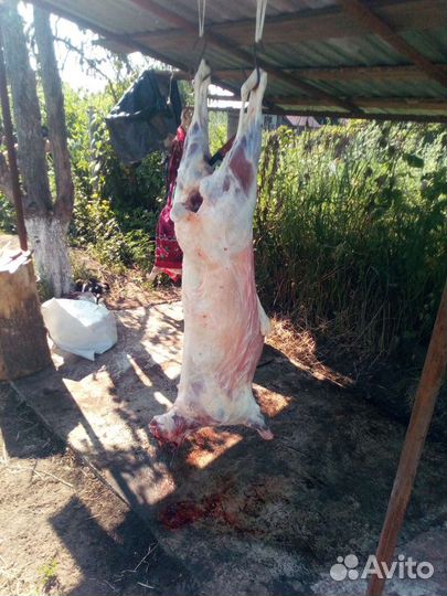 Продам бараны пароды Куйбышевский