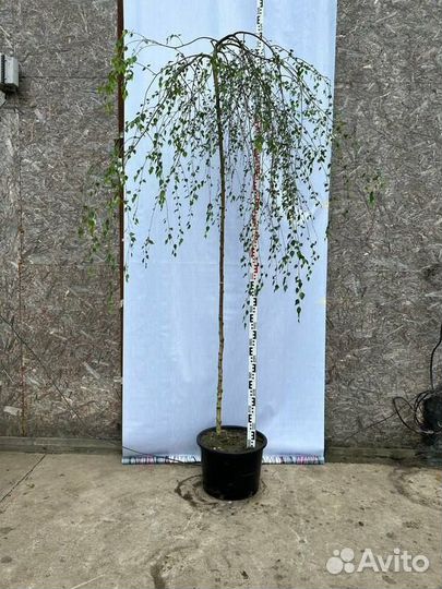 Береза повислая Юнги на штамбе