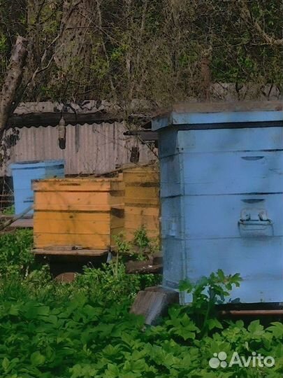 Продаю пчелосемьи