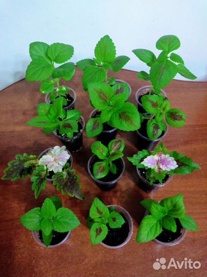 Рассада однолетних цветов, Сельдерей, Мята