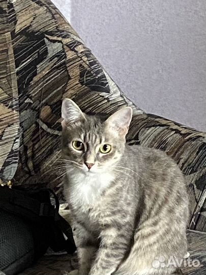 Отдам котенка в добрые руки