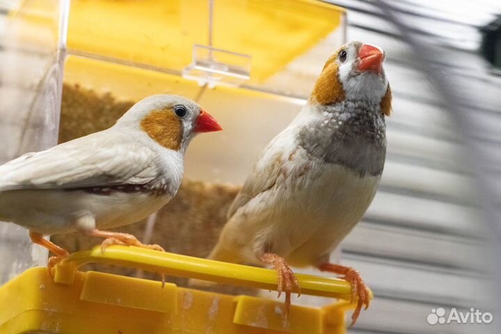 Зебровые амадины