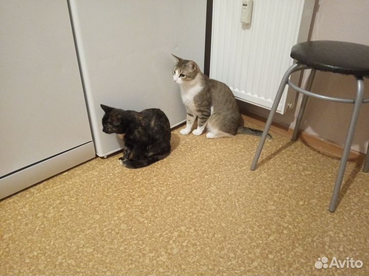 Кошки в добрые руки бесплатно