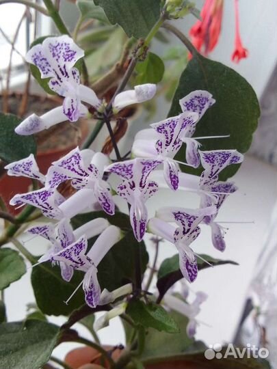 Мона ловандер плентокарпус