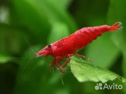 Креветки неокаридины сакура