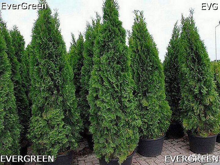 Туя зеленая