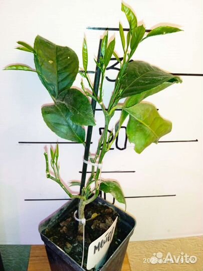 Лимон Мейера плодоносящие