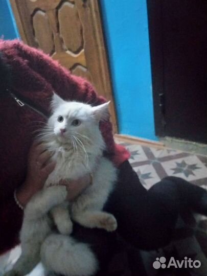 Белоснежный котик