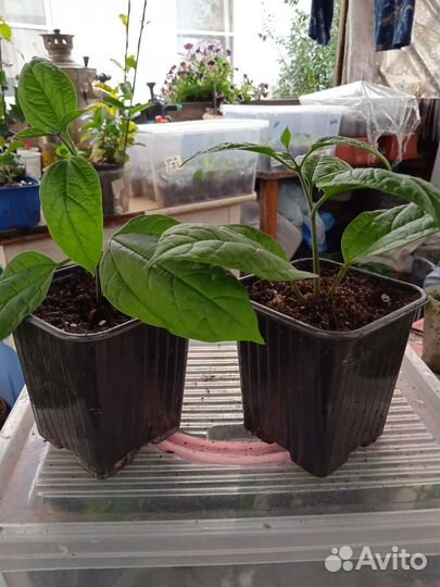 Клеродендрум Томпсона