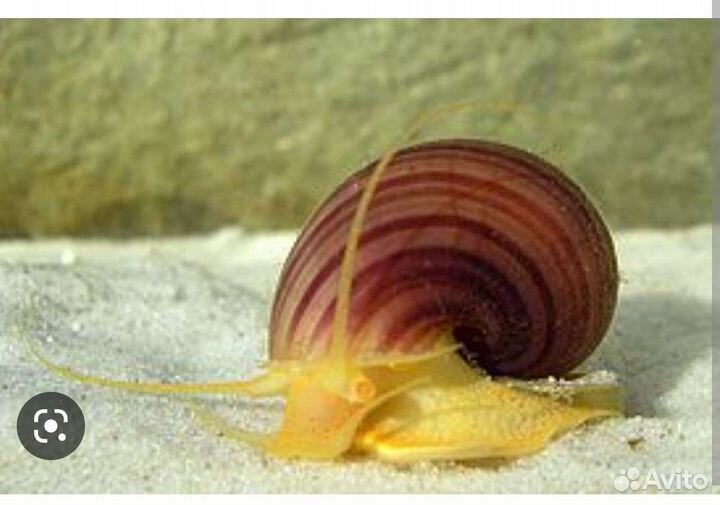 Улитки аквариумные ампулярии, креветки, сомы