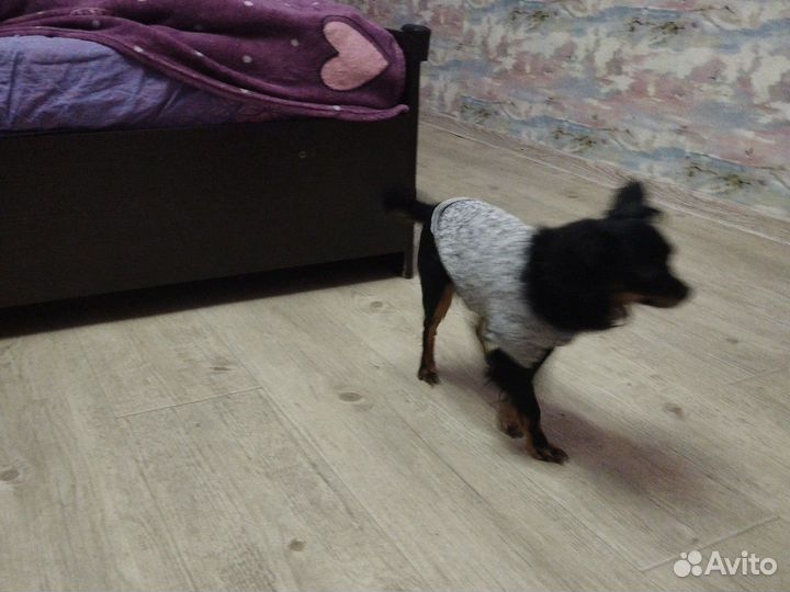 Собака в добрые руки отдам бесплатно