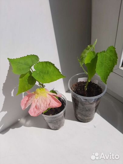 Абутилон, бальзамин ампельный орхидейный