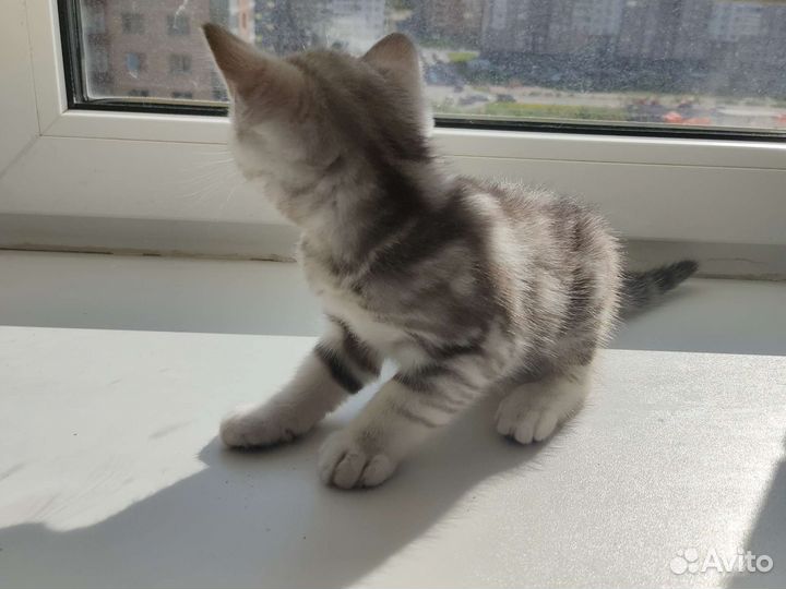 Британские котята